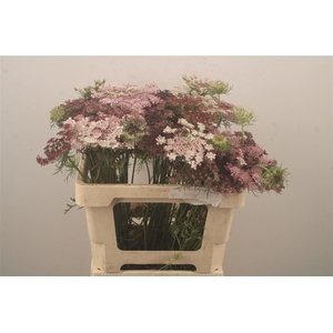 Daucus Carota Dara