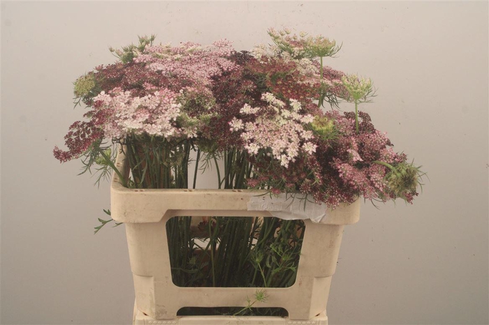 <h4>Daucus Carota Dara</h4>