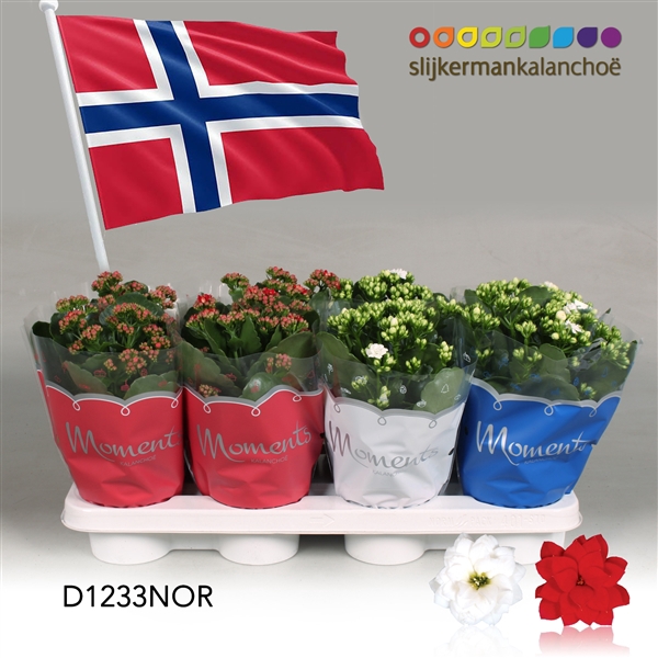 <h4>Kalanchoe Moments - Norway flag</h4>