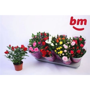 Ro B Monde Gem 7 Srt