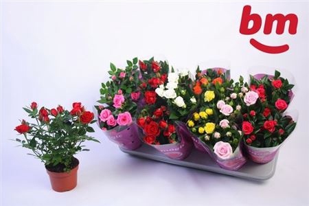 <h4>Ro B Monde Gem 7 Srt</h4>