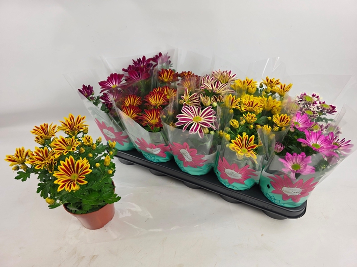 <h4>CHRYS GEM 6 KL</h4>