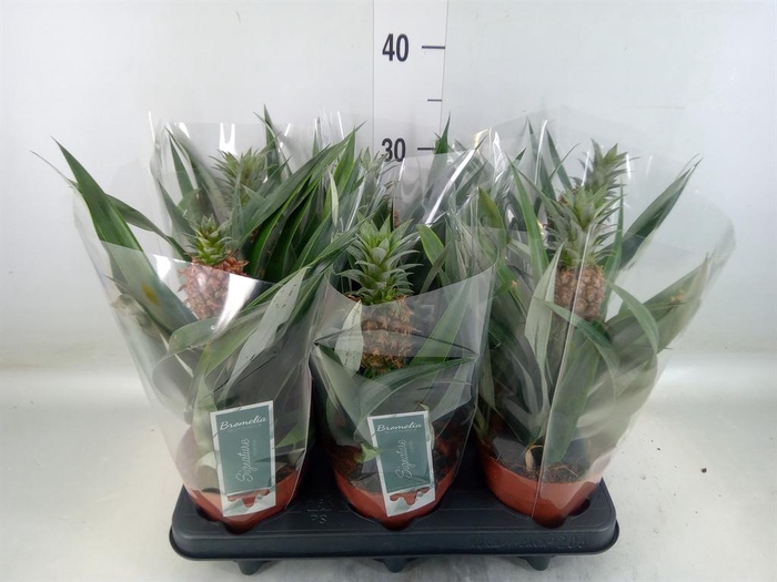 <h4>Ananas 'Rosita'</h4>