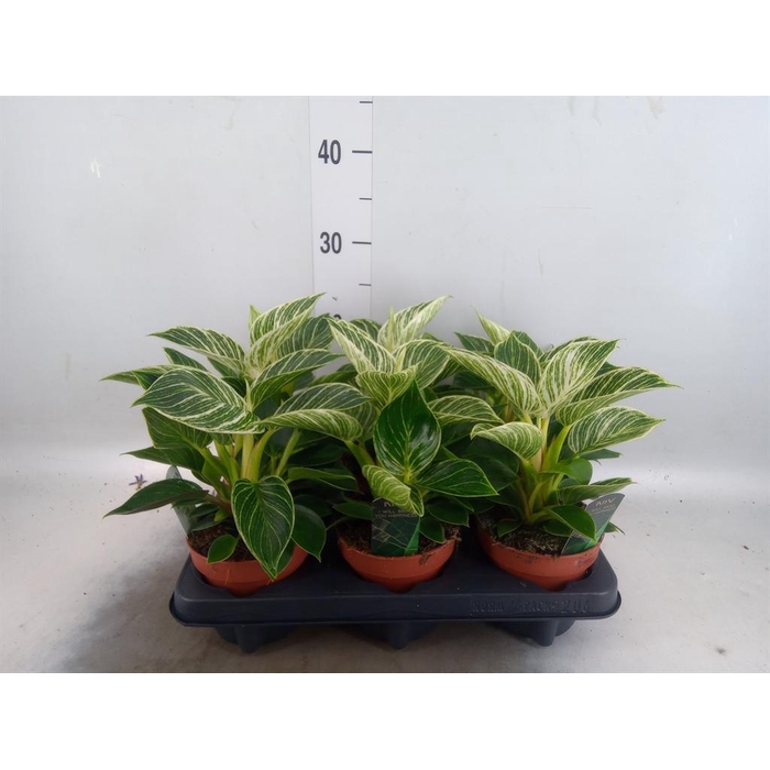 <h4>Philodendron   ...</h4>