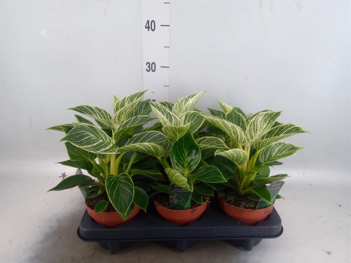 <h4>Philodendron   ...</h4>