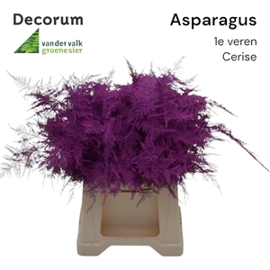 ASP 1e veren Cerise 45cm 566