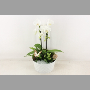 arr2 PL - Zink schaal phal. wit