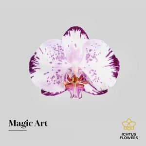 Phalaenopsis Magic Art