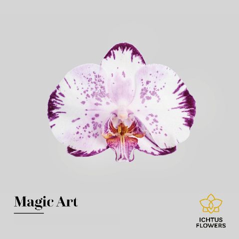 <h4>Phalaenopsis Magic Art</h4>