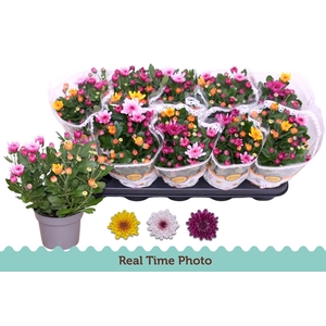 Chrysanthemum Mount Aubisque gemengd in pot