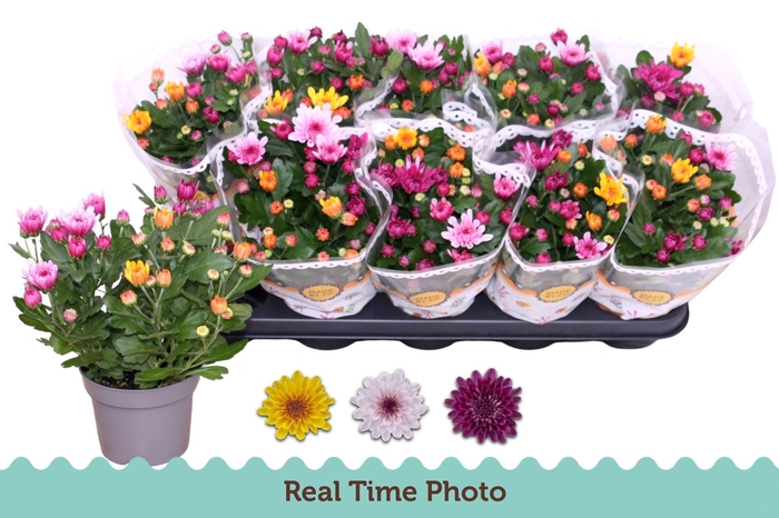 <h4>Chrysanthemum Mount Aubisque gemengd in pot</h4>