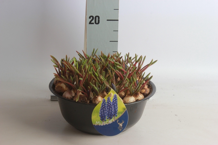 <h4>ARR MUSCARI</h4>