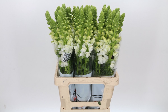 <h4>Antirrhinum Potomac Early White</h4>