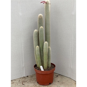 596 Cleistocactus Strausii 24 cm