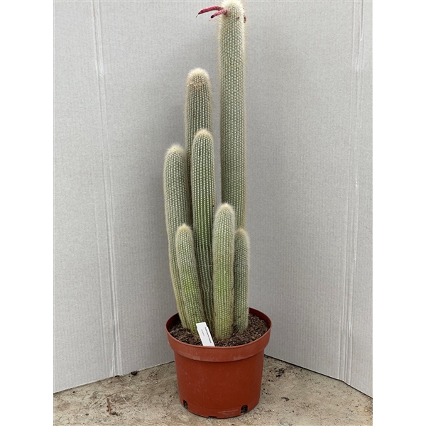 <h4>596 Cleistocactus Strausii 24 cm</h4>