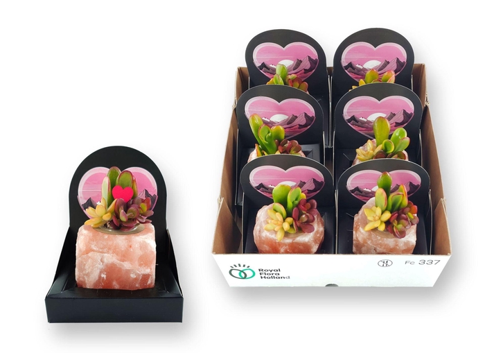 <h4>Arr.  Succulents L%</h4>