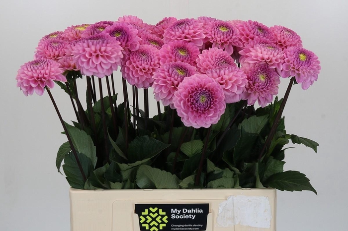 <h4>Dahlia Wizard of Oz</h4>