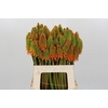 Kniphofia Eycone Peach