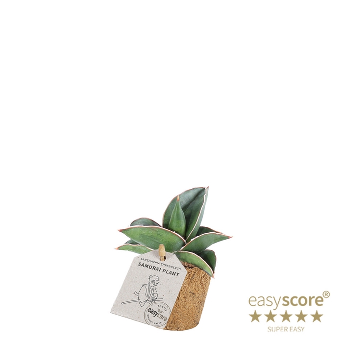 SANSEVIERIA EHRENBERGII P6 SAMURAI COCOZ