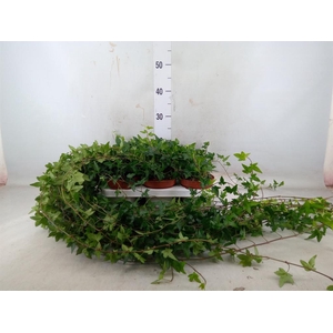 Hedera helix 'Shamrock'