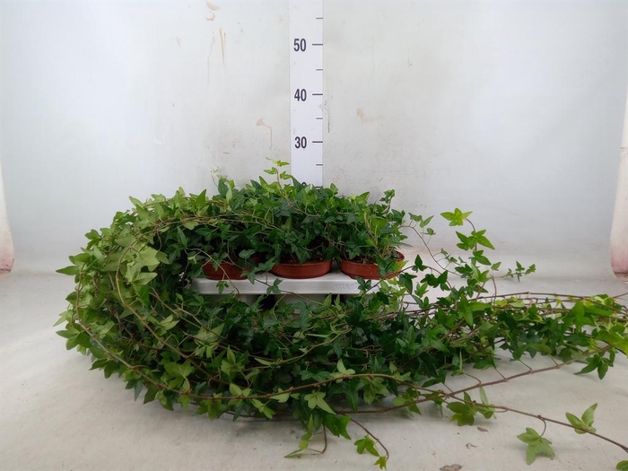 <h4>Hedera helix 'Shamrock'</h4>