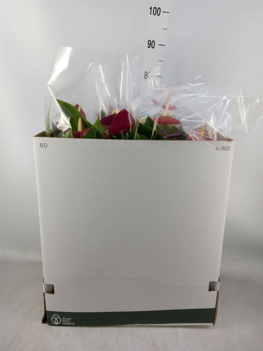<h4>Anthurium andr. 'Violet Heart'</h4>