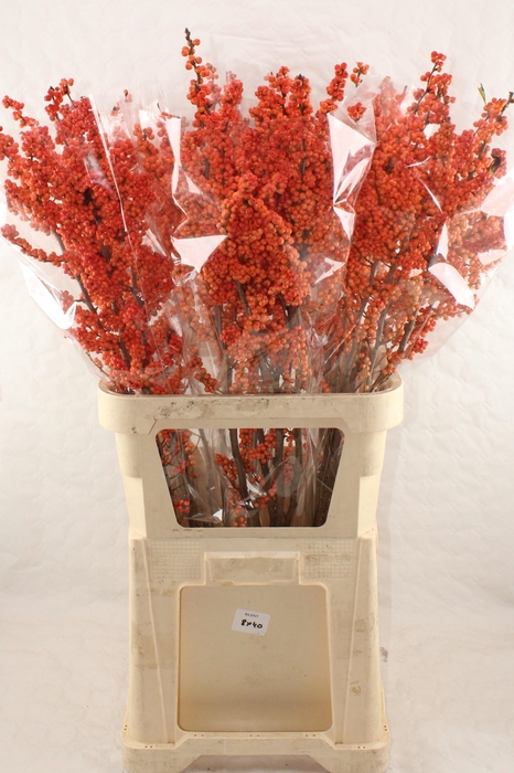 <h4>ILEX VE RODE BES</h4>