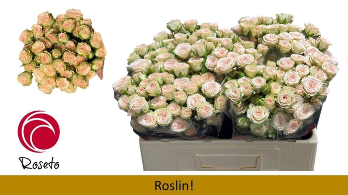 <h4>R Tr Roslin!</h4>