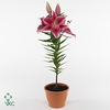 Lilium After Eight 19 cm (or. lelie)