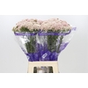 Ozothamnus Cooks Tall Pink
