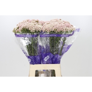 Ozothamnus Cooks Tall Pink