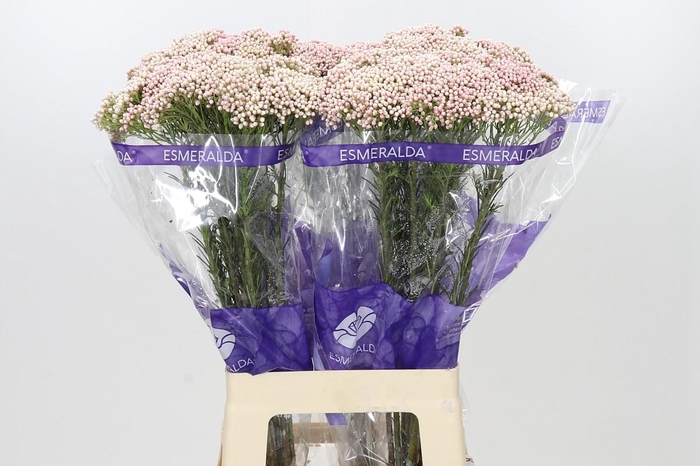 Ozothamnus Cooks Tall Pink