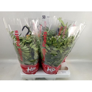 Aeschynanthus  'Caro Improved'