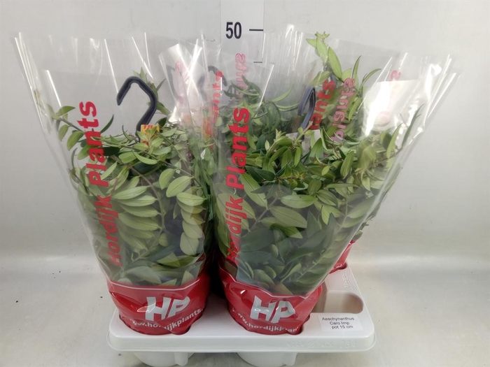 <h4>Aeschynanthus  'Caro Improved'</h4>