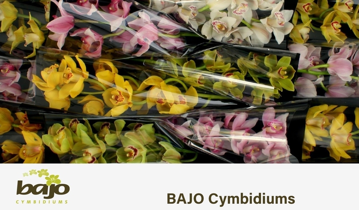 <h4>CYMB T GEM</h4>