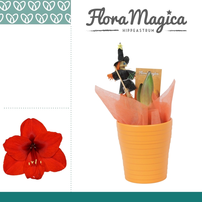 <h4>arr4 Amaryllis VH - Keramiek orange</h4>
