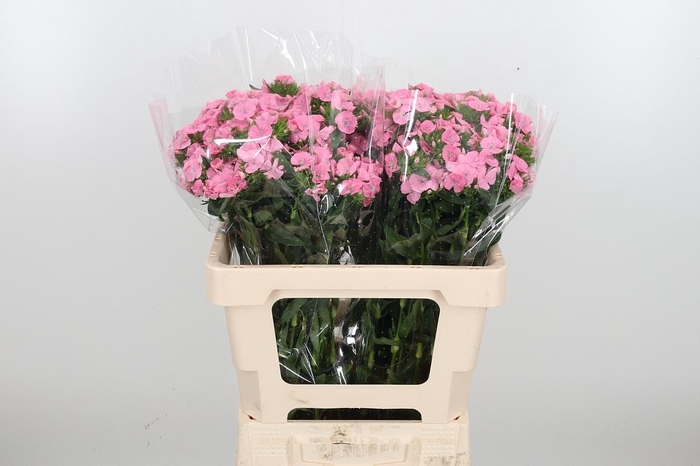 <h4>Di Barb Earl Bre</h4>