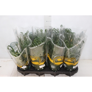 ALBUCA SPIRALIS P14 SEM FLOR