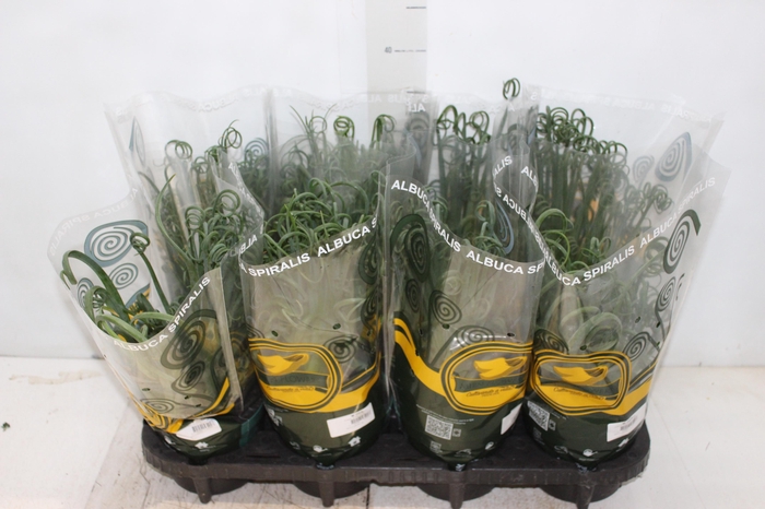 ALBUCA SPIRALIS P14 SEM FLOR