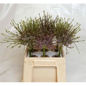 Allium Schubertii