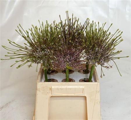 <h4>Allium Schubertii</h4>