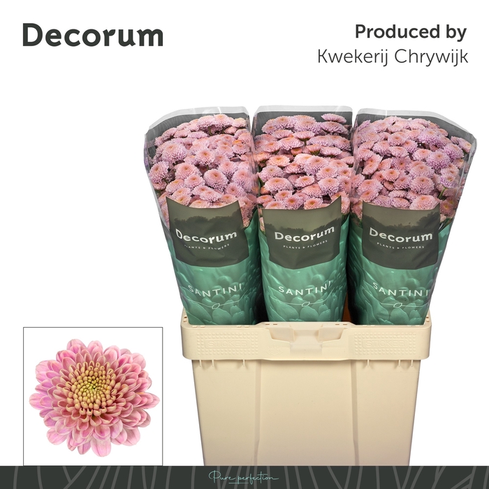 <h4>CHR S ELLISON SWEET</h4>