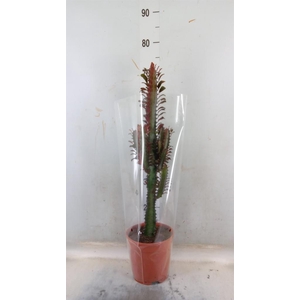 Euphorbia trigona 'Rubra'