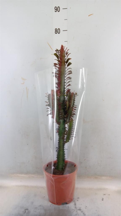 <h4>Euphorbia trigona 'Rubra'</h4>