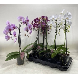 PHAL GEM