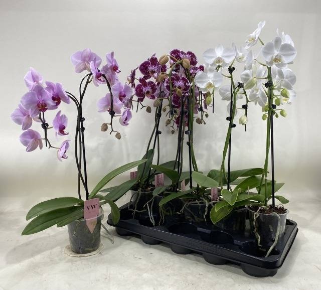 <h4>PHAL GEM</h4>
