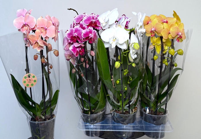 <h4>PHAL EL CASCADE</h4>