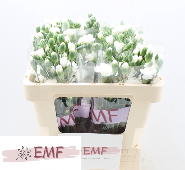 <h4>Di Tr Artic</h4>