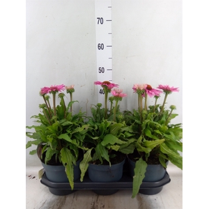 Echinacea  'SunSeekers Pink'