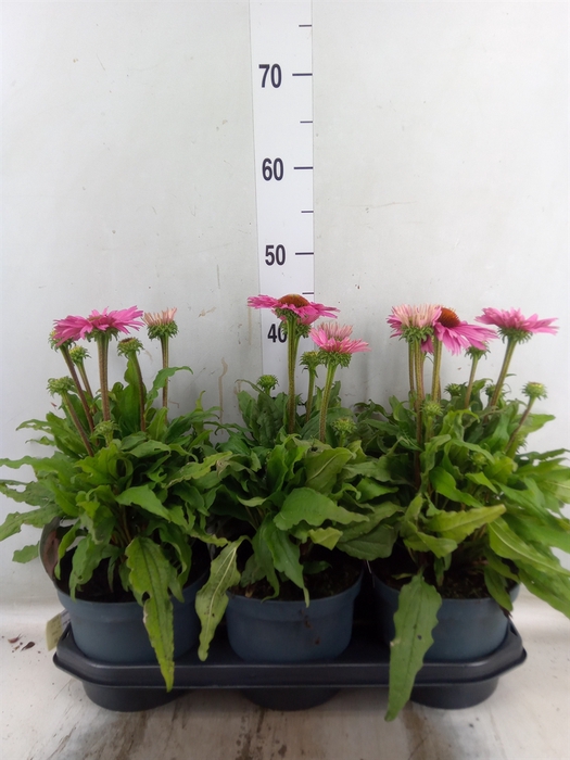 <h4>Echinacea  'SunSeekers Pink'</h4>